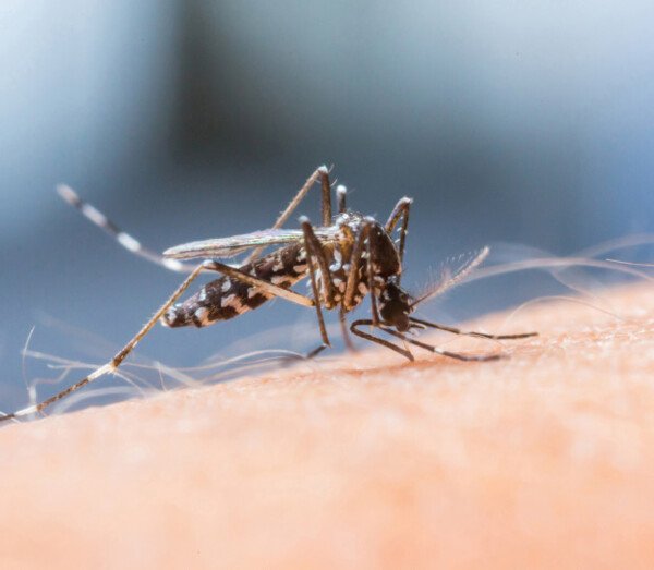 Malaria mosquito, credit: iStockphoto.
