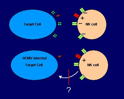 Illustration of target cells and NK cells reaction to HCMV virus