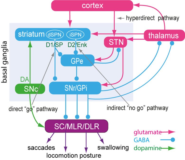 Illustration showing that the lamprey basal ganglia and dopamine system are conserved