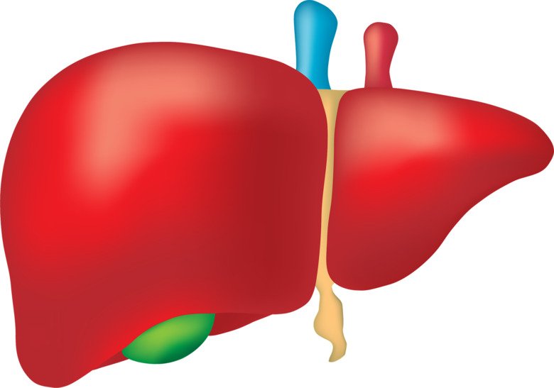 Illustration of the liver with the gallbladder shown in green.