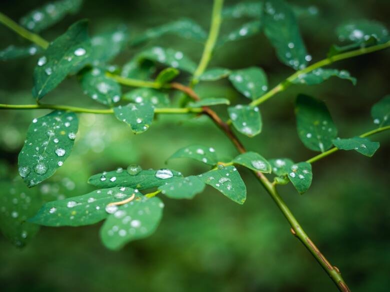 Bild av löv med regndroppar på