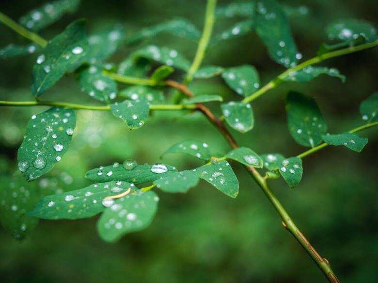 An image with green leefs covered in water drops