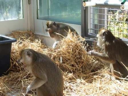 Macaques in their home environment at the Astrid Fagræus laboratory.