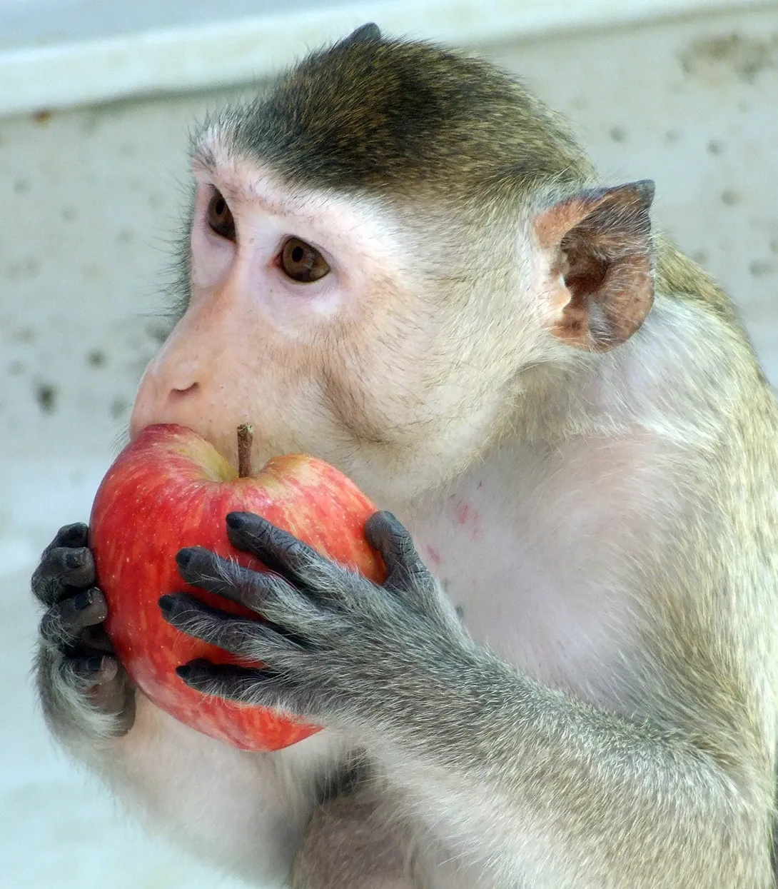 Macaques in their home environment at the Astrid Fagræus laboratory.