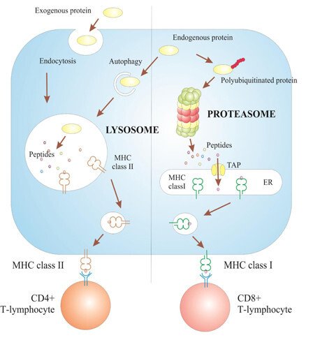 Illustration Major antigen processing pathways in the cell.