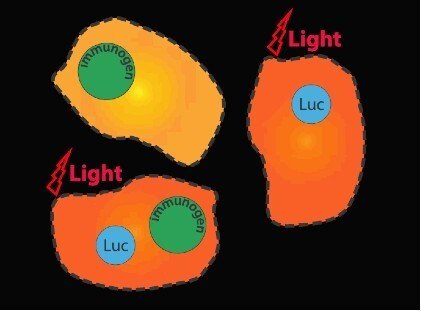 Illustration Co-injecting DNA immunogens together with luciferase gene initiates in vivo bioluminescence at the injection sites which can be used to monitor the efficacy of gene delivery.