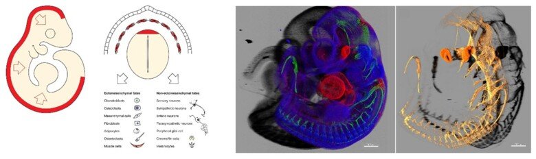 The figure shows how migratory neural crest cells populate the E9.5 mouse embryo. Copyrights: Adameyko Lab.