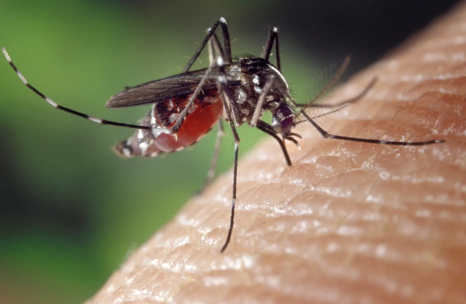 A female Aedes albopictus on a finger.