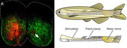 Iillustration showing neurons and a fish.