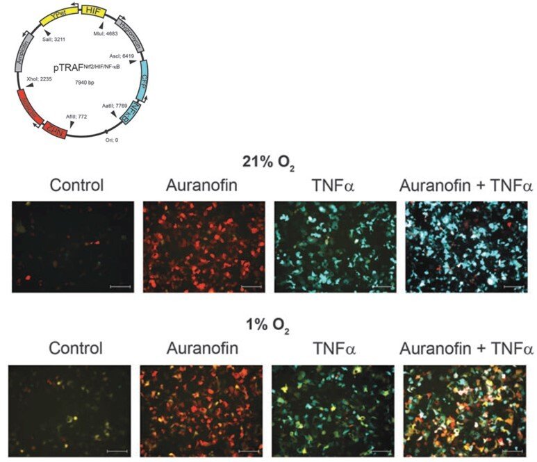 pTRAF plasmid and usage in cells