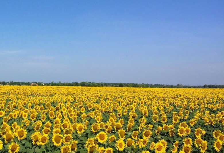 field and blue sky