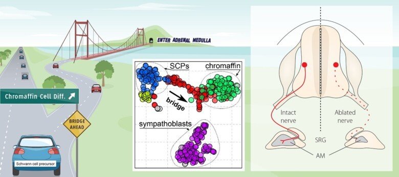 Figures illustrating the multipotency of SCPs. Role of SCPs in development of sympathoadrenal system.