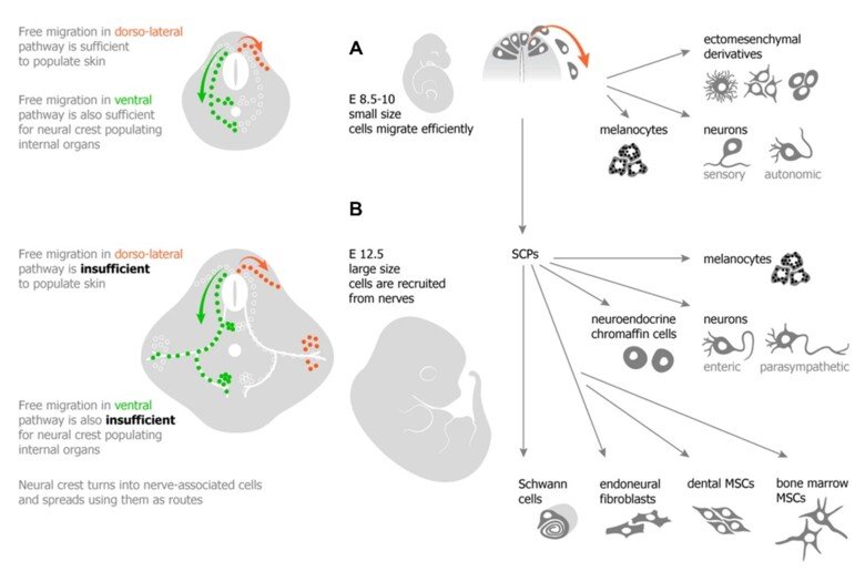 Figures summarizing the role of Schwann cell precursors in vertebrate embryonic development.