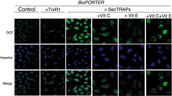 HeLa cells treated with SecTRAPs show an increased production of reactive oxygen speices that was quenched by either vit E or vit C but not by the combinatory treatment.