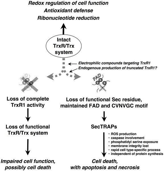 Model for the formation and the function of SecTRAPs.