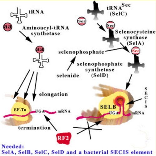 Selenocysteine insertion in E. coli.