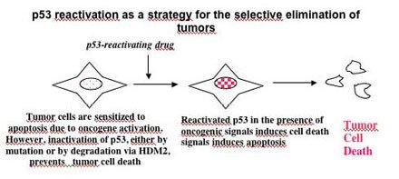 p53 reactivation illustration