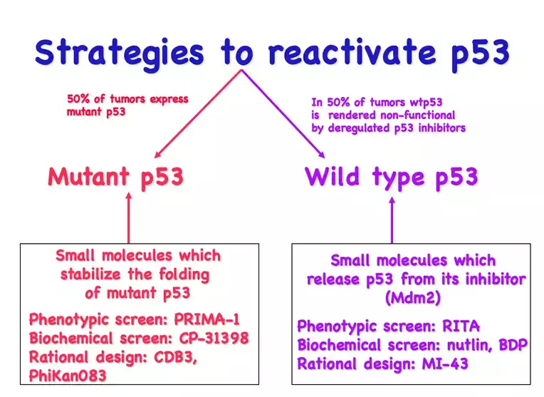 Illustration Figure 2. strategy of p53 restoration by small molecules depends on the type of p53 inactivation