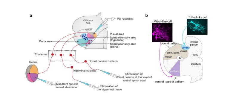 Illustration of sensory representation in the lamprey pallium/cortex