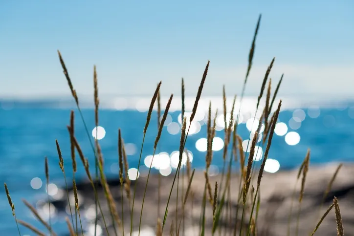 Sommar vid havet