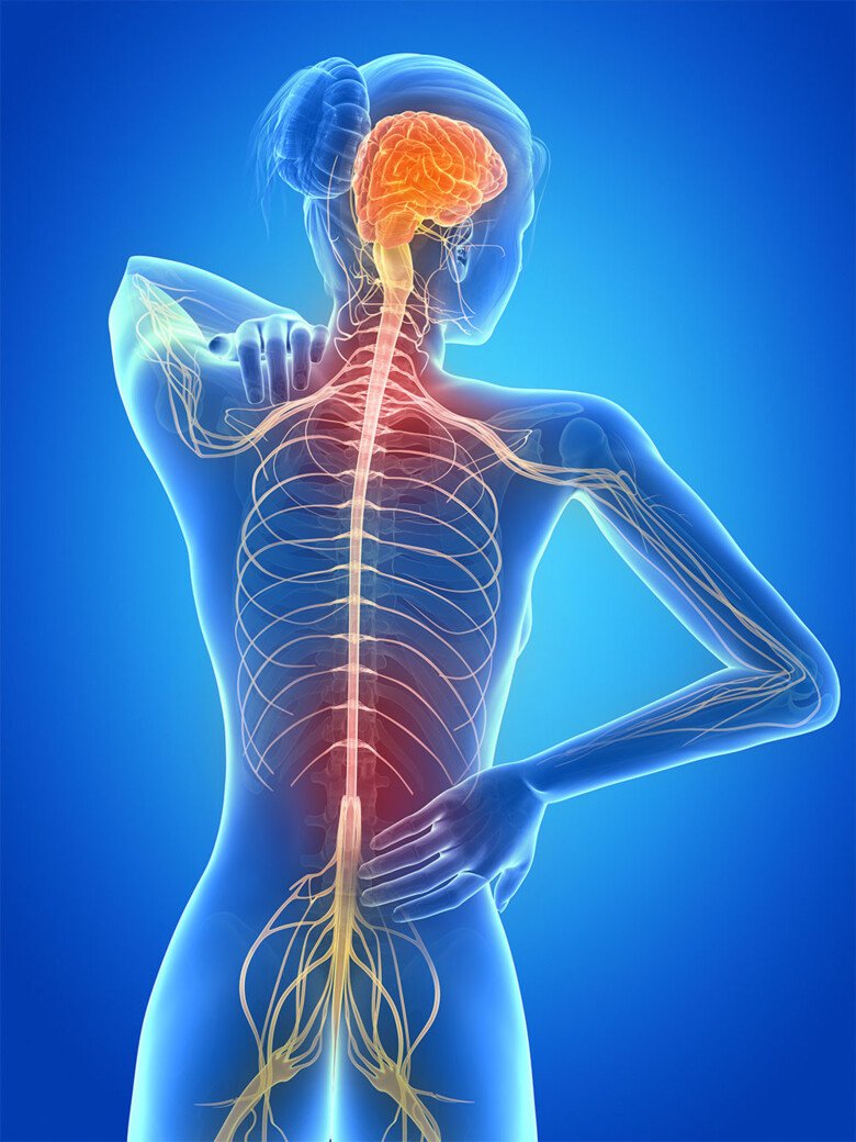 Illustration of a female body, showing the spinal cord and the brain.
