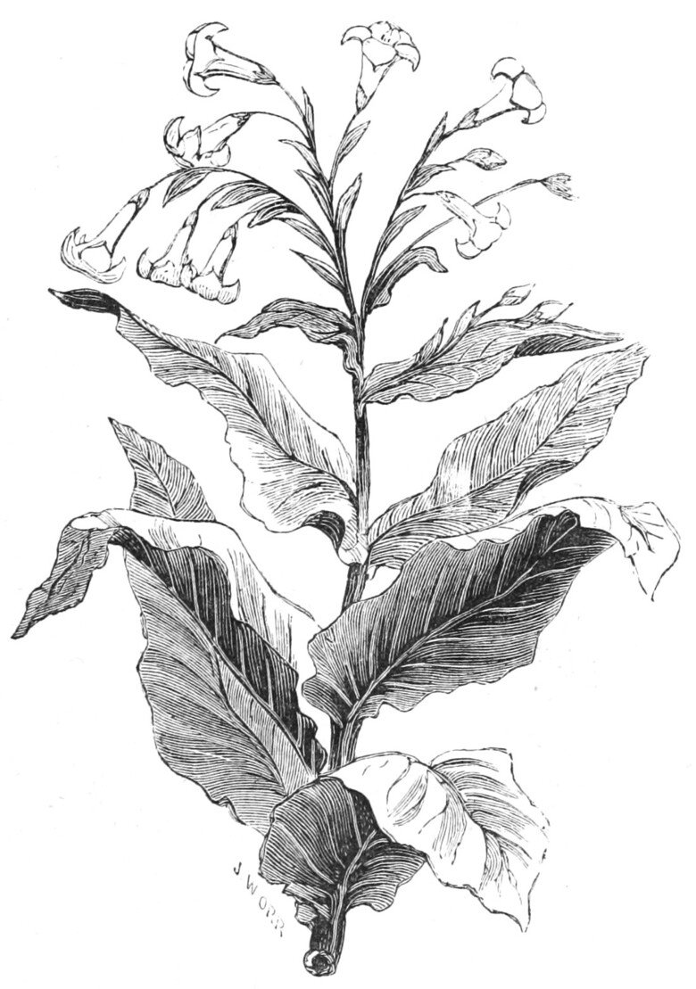 Teckning av en tobaksplanta från 1850-talet.