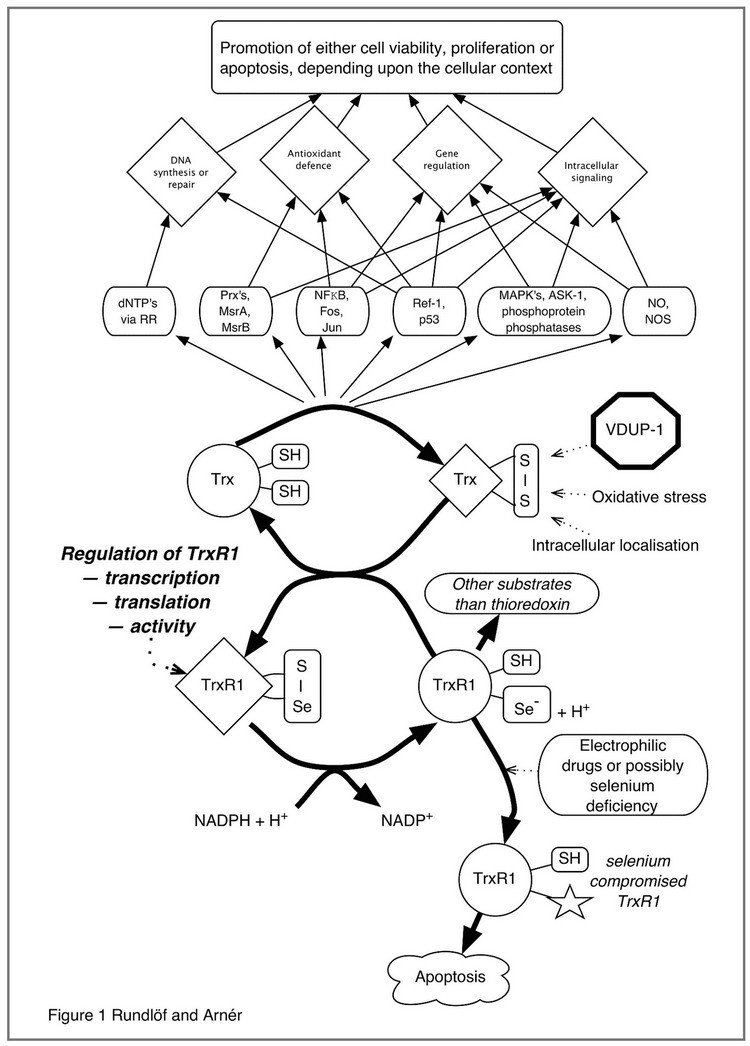 The mammalian thioredoxin system in redox signaling and control of cell function.