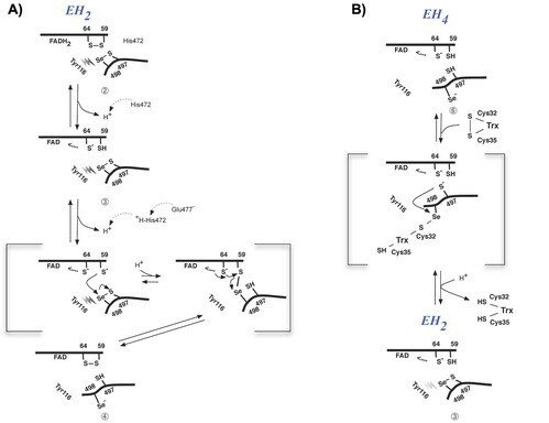 Model of TrxR1 catalysis and the effects of Tyr-116.