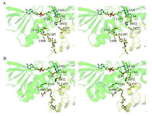 Stereo view of the active site of reduced (A) and oxidized (B) TrxR1.