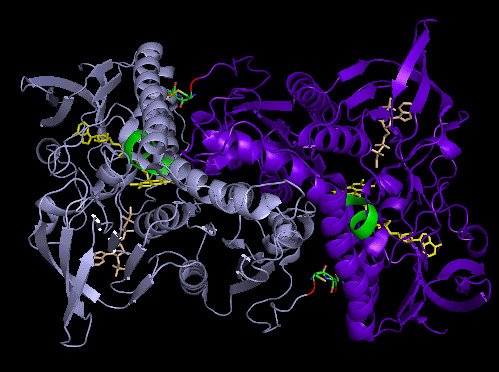 Structure of TrxR1.