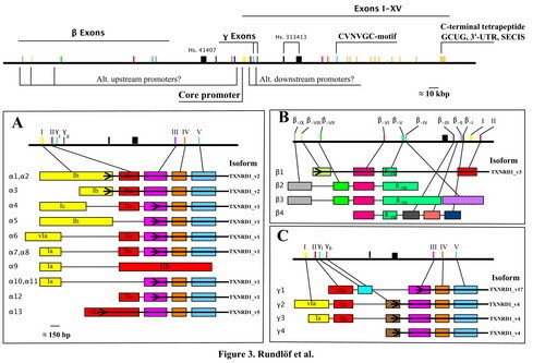 different splice variants of TXNRD1-derived transcripts, resulting in both different TrxR1 protein isoforms and a number ofl cDNA variants encoding the same protein product