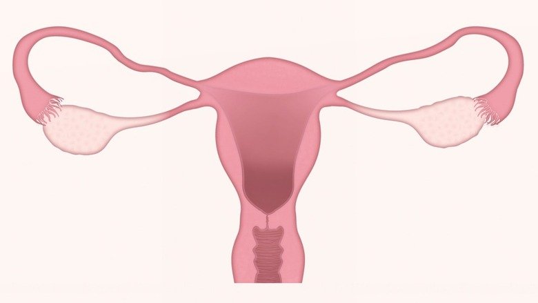 Illustration of the uterus and the ovaries.