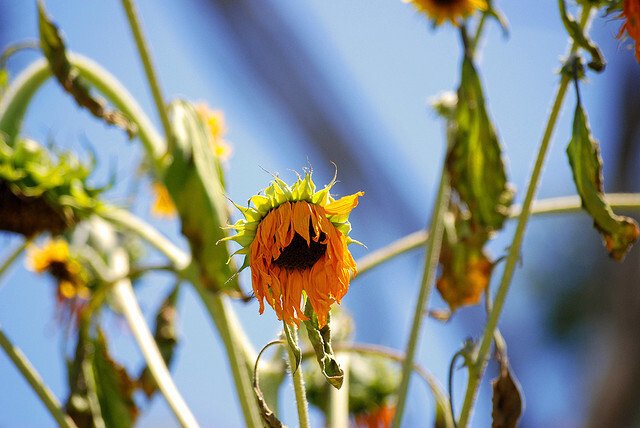 Dying flower