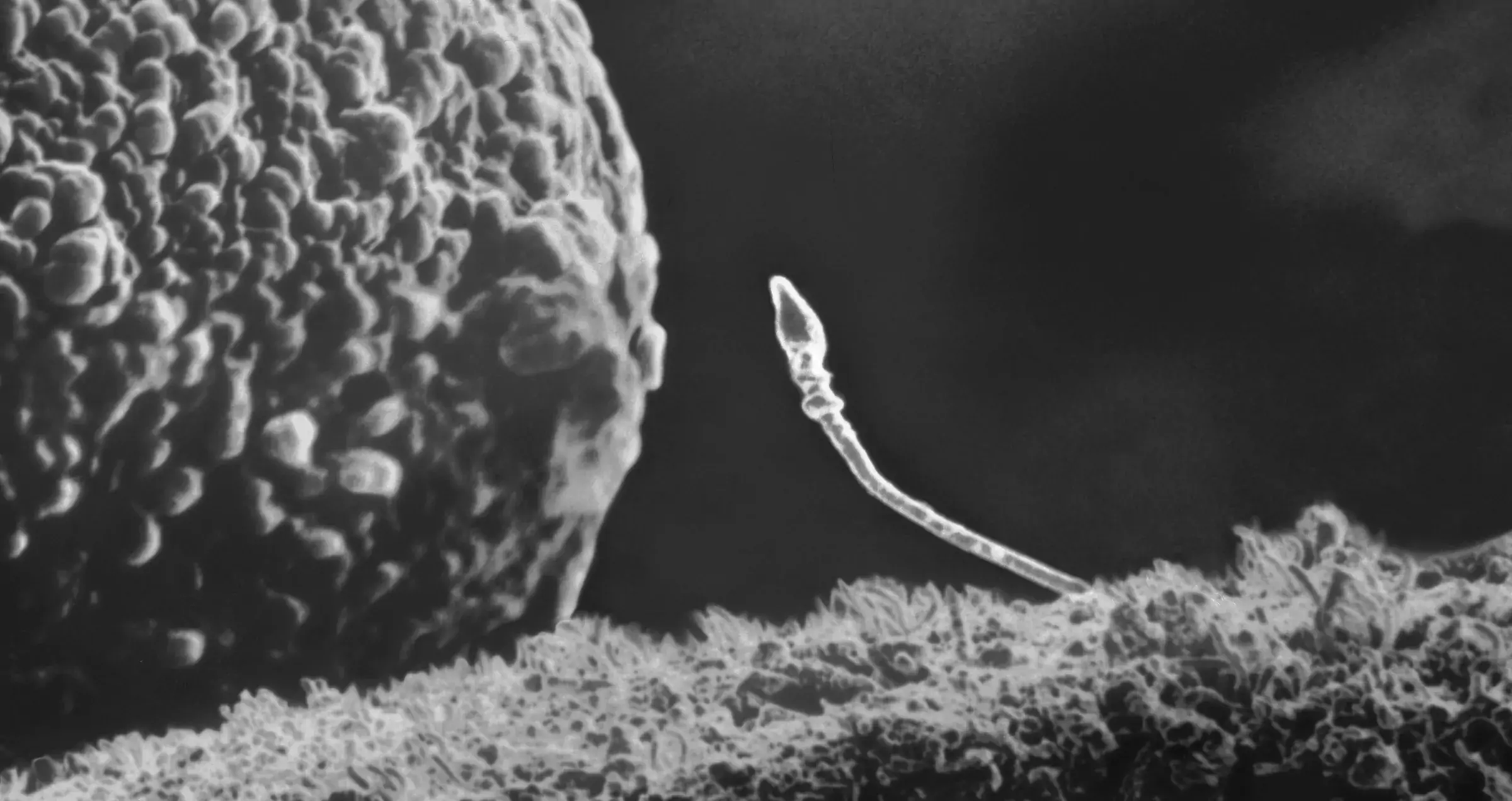 Sperm meets the egg, photo Lennart Nilsson