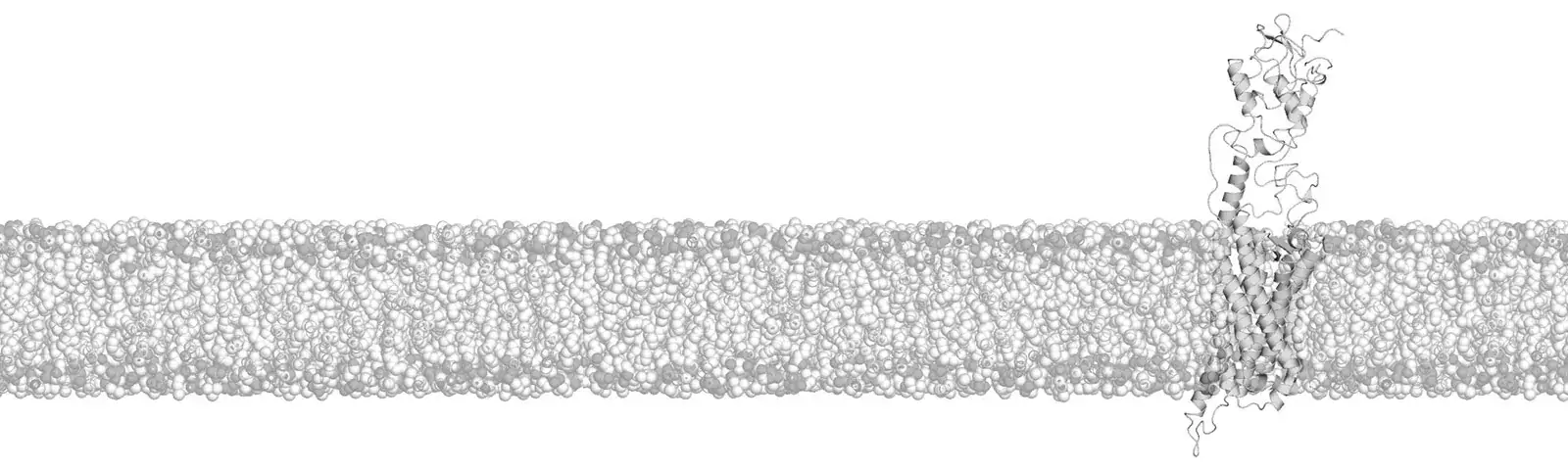 membrane-figure for the startpage of research group schulte lab