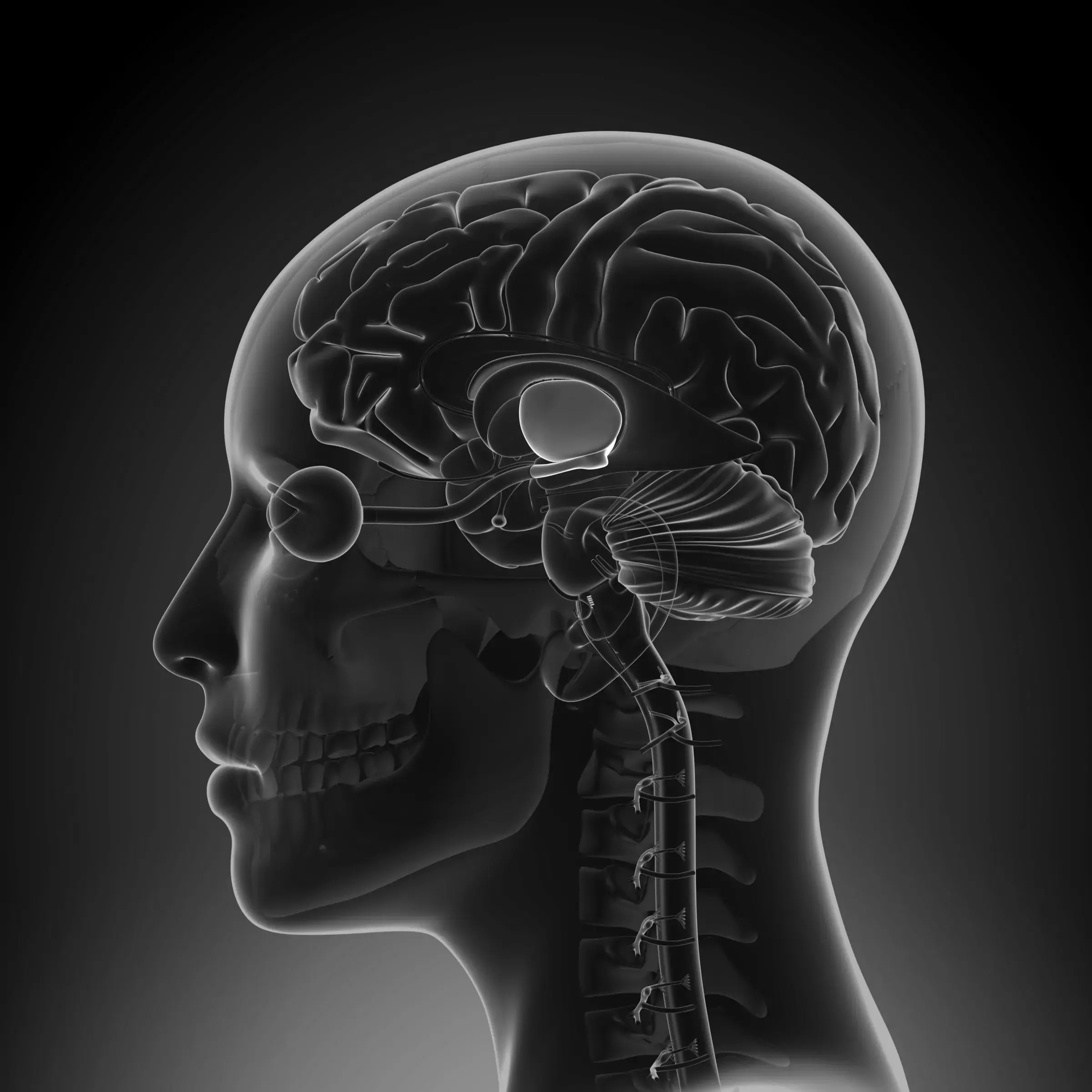 Illustration of hypothalamus
