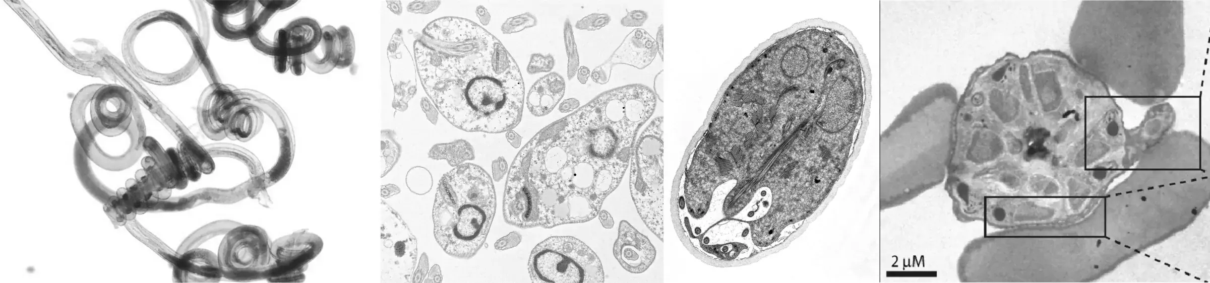 4 images illustrating the landing page of Parasitology Division