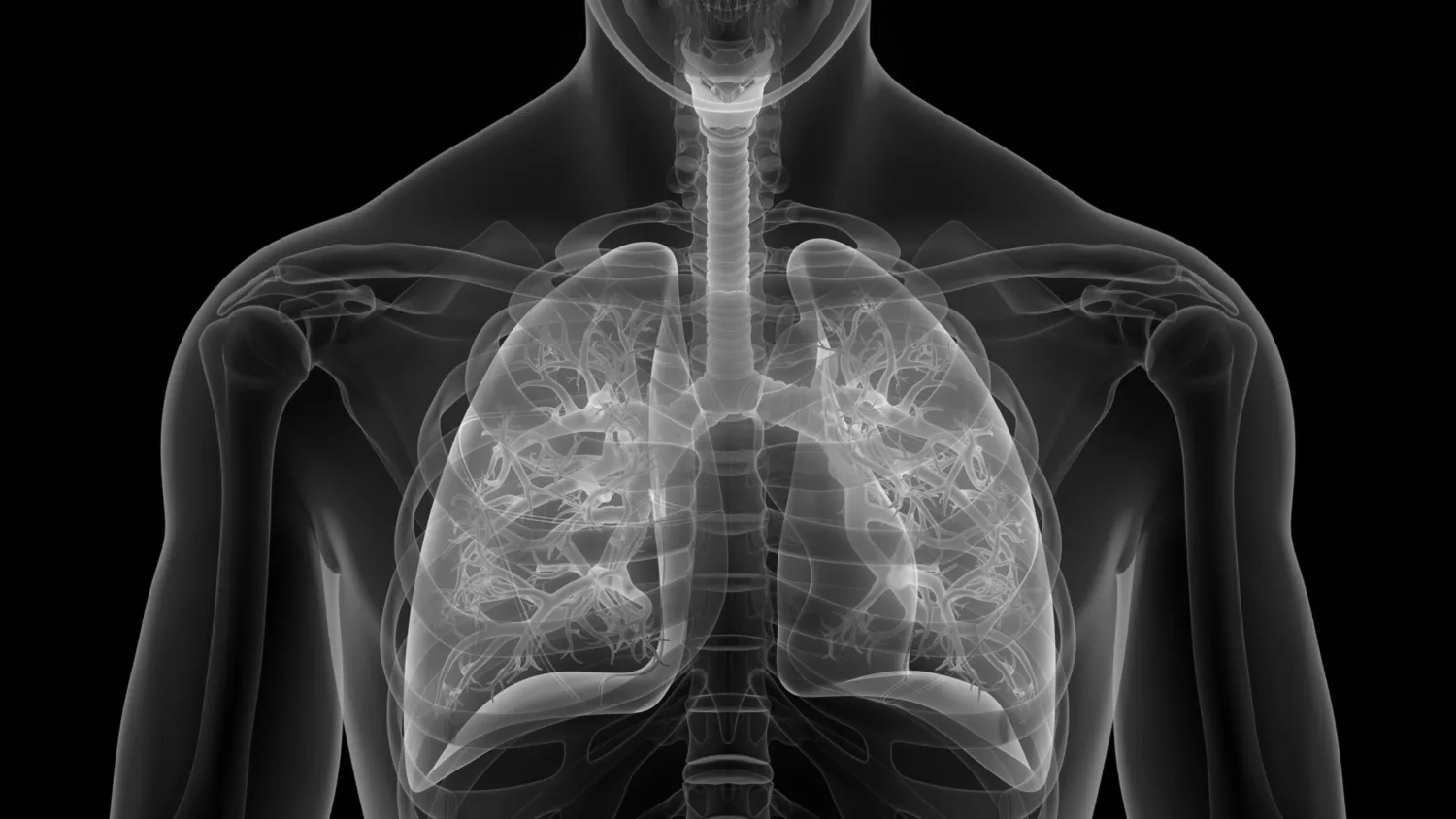 Lungs