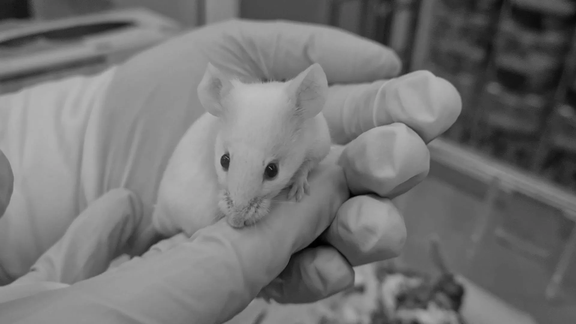 mouse