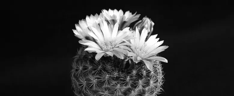 Cactus with flower, Pixabay CC0.