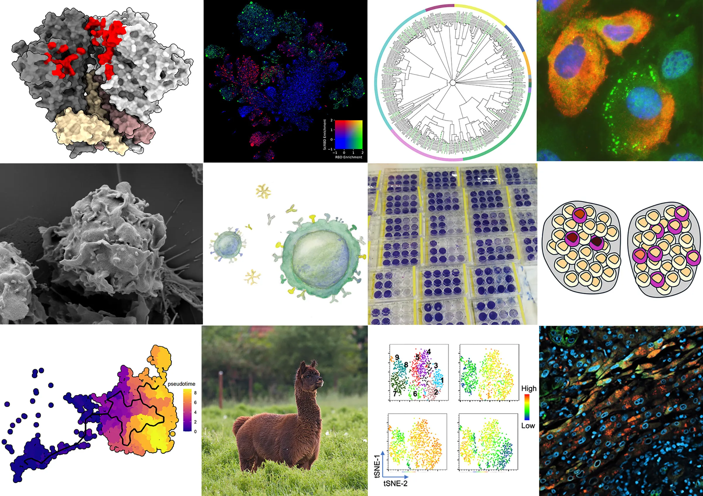 Div of Virology MTC