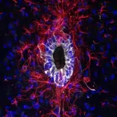 Microscopic photograph of neural stem cells in the adult mouse spinal cord