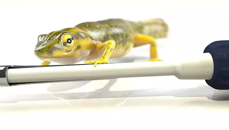 Image of a newt on a white table
