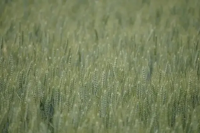Field with wheat