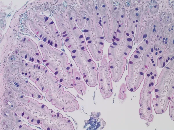 Mouse intestine, 20x magnification.