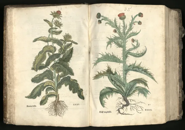 Two thistles, "Marien distel" and "Weiss weg distel" by artists Heinrich Fullmaurer, Veit Rudolph Speckle, Albrecht Meyer. Handfärgad woodcut, 1543.