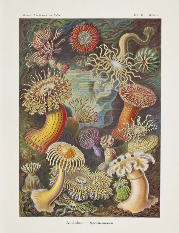 “Actiniae, Seeanemonen” by Ernst Haeckel (1834 - 1919). Colour lithograph, 1899 – 1904. || färgad litografi havs Anemone, Actiniae seeanemonen Ernst Haeckel (1834-1919) Leipzig and Vienna 1899–1904.