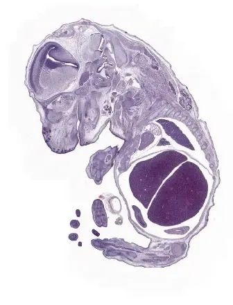 Image of H&E staining, embryo