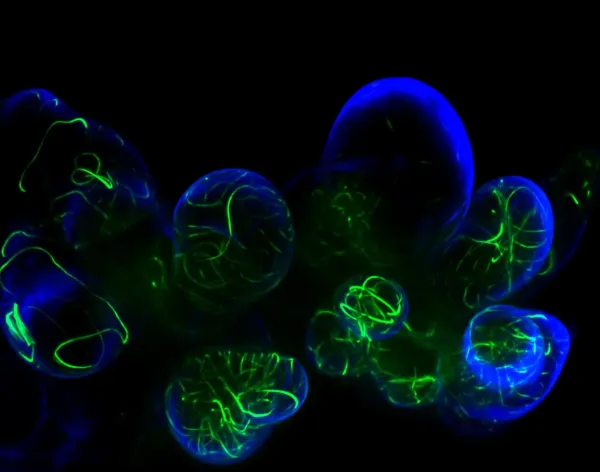 Microtubules in isolated live plant cells