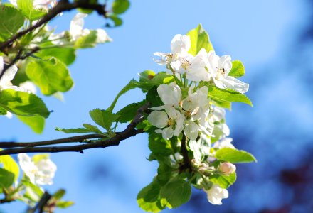 Bild av ett blommande träd.